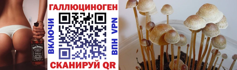 дарнет шоп Тотьма Галлюциногенные грибы Psilocybine cubensis